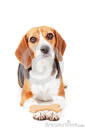 Obedient dog training Stock Photo