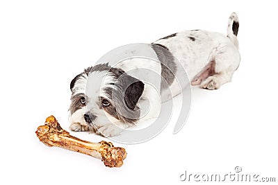 Obedient Dog Waiting For Bone Stock Photo