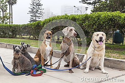 Dogs of different breeds for a walk Stock Photo