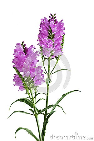 Obedient Flower Plant Stock Photo