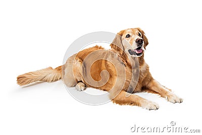 Obedient Goldeen Retriever Dog Lying Down Stock Photo