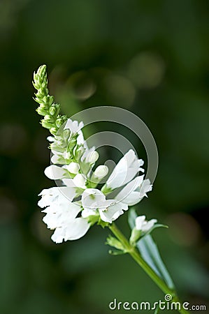 Obedient Plant, scientific name - Physostegia Stock Photo