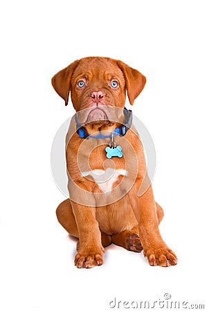 Obedient Puppy Stock Photo