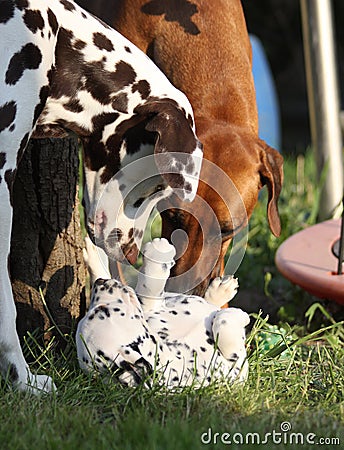 Obedient Puppy Stock Photo