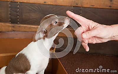 Obedient puppy chihuahua Stock Photo