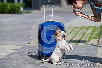 Obedient puppy performs sits on its hind legs near a blue suitcase. Stock Photo