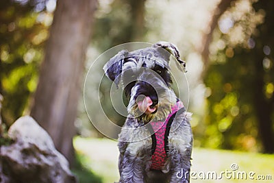 Obedient puppy Zwergschnauzer on lawn in sunny day. Female doggy licking muzzle Stock Photo
