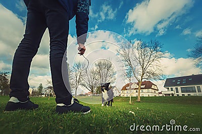 Obedient purebred border collie dog playing games outdoors in the park as master is ready to throw him a stick. Adorable, well Stock Photo