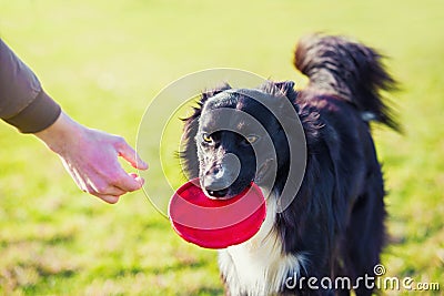 Obedient purebred border collie dog playing outdoors as fetching the frisbee toy back to master. Adorable, well trained puppy Stock Photo