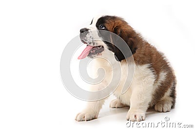 Obedient Saint Bernard Puppy on White Stock Photo