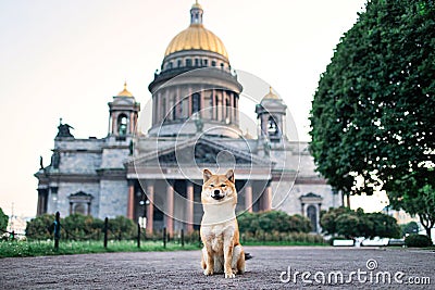 Cute dog sitting near cathedral looking at camera Stock Photo