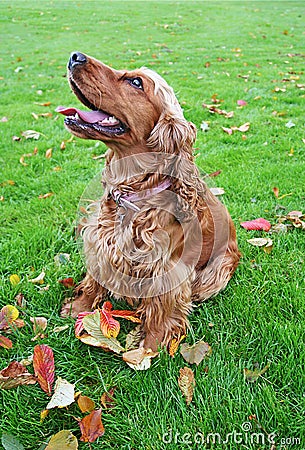 Obedient Spaniel Stock Photo