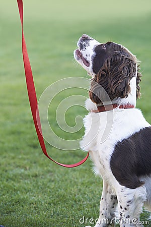 Obedient Spaniel Dog On Leash Outdoors Stock Photo