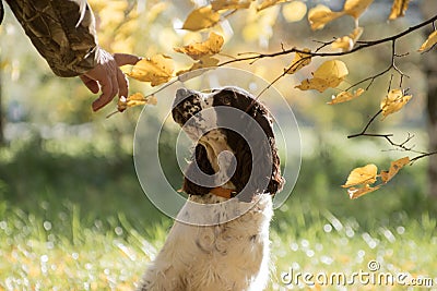 Obedient Springer Spaniel in Autumn Stock Photo