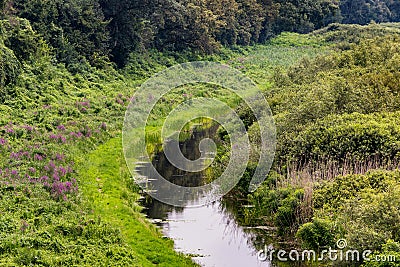 Obedska pond Special nature reserve along Sava river in Serbia Stock Photo