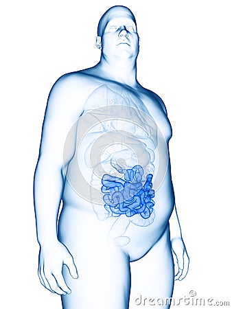 an obese mans small intestines Cartoon Illustration