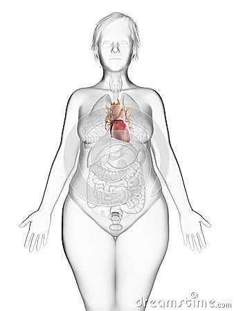 An obese womans heart Cartoon Illustration