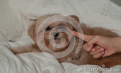 Obey Dog Stock Photo