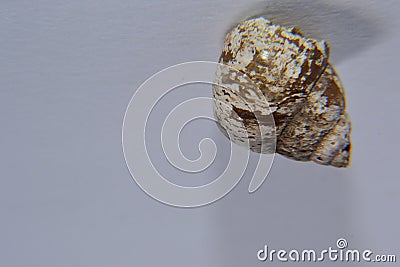 Cochlea snail isolated with with background Stock Photo