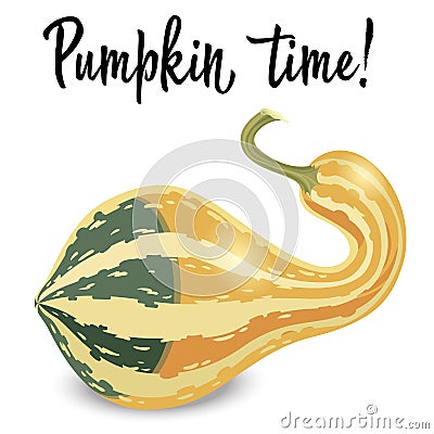 Oblong striped pumpkin isolated on white background. Vector Illustration Stock Photo