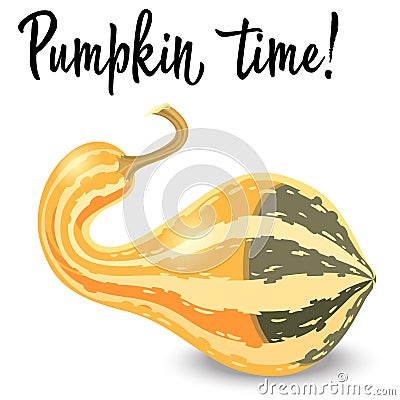 Oblong striped pumpkin isolated on white background. Vector Illustration Stock Photo