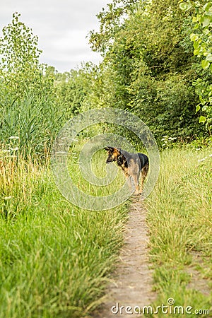 German Shepherd walk in nature reserve Kromme Aar Stock Photo