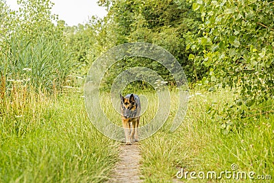 German Shepherd walk during sunrise in nature reserve Kromme Aar Stock Photo