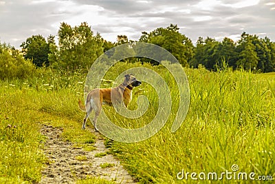 An observant and curious Mechelen shepherd dog Stock Photo