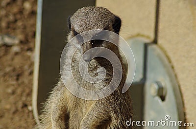 Observant Meerkat Stock Photo