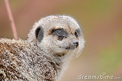 Observant meerkat Stock Photo