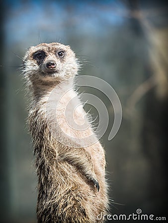 The meerkat or suricate Suricata suricatta Stock Photo