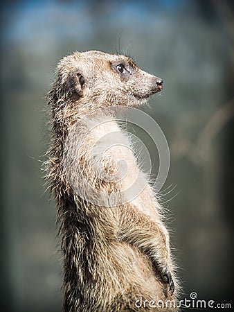 The meerkat or suricate Suricata suricatta Stock Photo