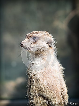 The meerkat or suricate Suricata suricatta Stock Photo