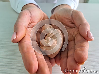 Obstetrician gynecologist doctor holds small artificial model of human fetus closeup Stock Photo