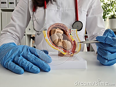 Obstetrician gynecologist shows woman artificial model of fetus of child and ultrasound of fetus Stock Photo