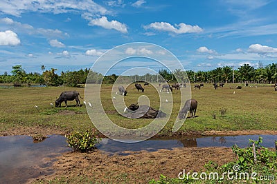Obstinacy of asian water buffalo on the meadow farm land Stock Photo