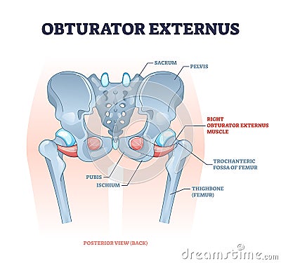 Obturator externus muscle location and hip skeletal structure outline diagram Vector Illustration