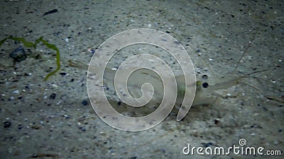 Occhi del palaemon adspersus baltico del gamberetto, fucilazione di notte, gamberetto trasparente stock footage Occhi del palaemon adspersus baltico del gamberetto, fucilazione di notte, gamberetto trasparente stock footage