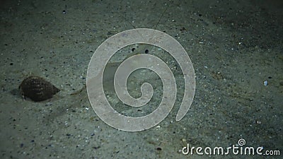 Occhi del palaemon adspersus baltico del gamberetto, fucilazione di notte, gamberetto trasparente archivi video Occhi del palaemon adspersus baltico del gamberetto, fucilazione di notte, gamberetto trasparente archivi video