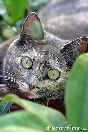 Occhi verdi di gatto Stock Photo