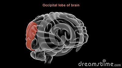 Occipital lobe of human brain Stock Photo