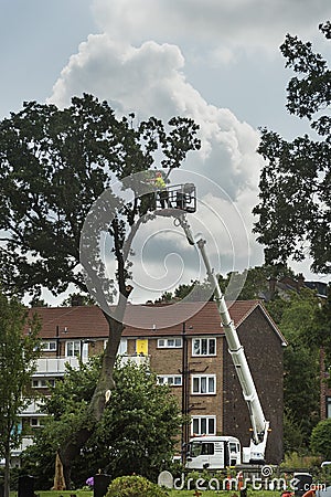 Occupation: Arborist in protective gear limbing a tree branch from a cherry picker platform. 1 Editorial Stock Photo