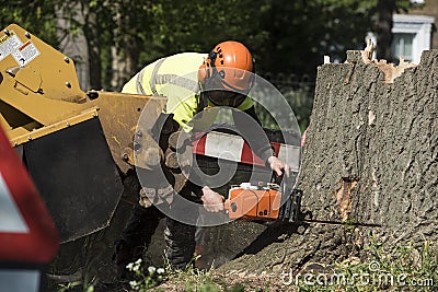 Occupation: Arborist in protective gear uses a chainsaw to cut up a tree trunk. 5 Editorial Stock Photo