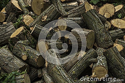 Occupation: Arborists cut trimmed or wind damage branches into fire logs. 2 Stock Photo