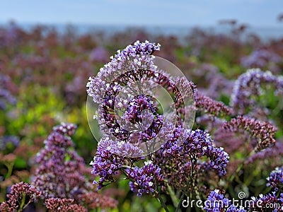 Ocean beach California flower sky Stock Photo