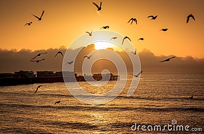 Ocean birds at dawn Stock Photo