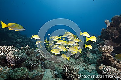 Ocean and blue-striped snappers Stock Photo