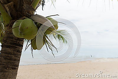 Ocean coconut tree fruit exotic object relax scene Stock Photo