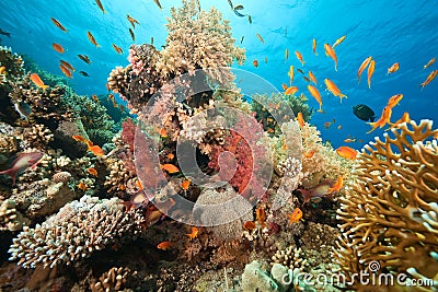 Ocean, coral and fish Stock Photo