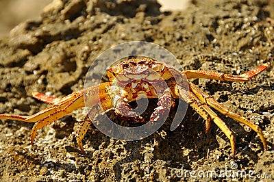 Ocean Crab Basking on Rocks Stock Photo